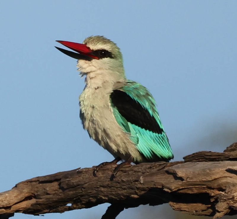  Woodland Kingfisher