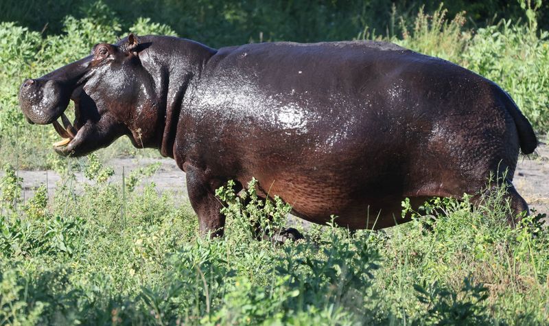  Common Hippopotamus