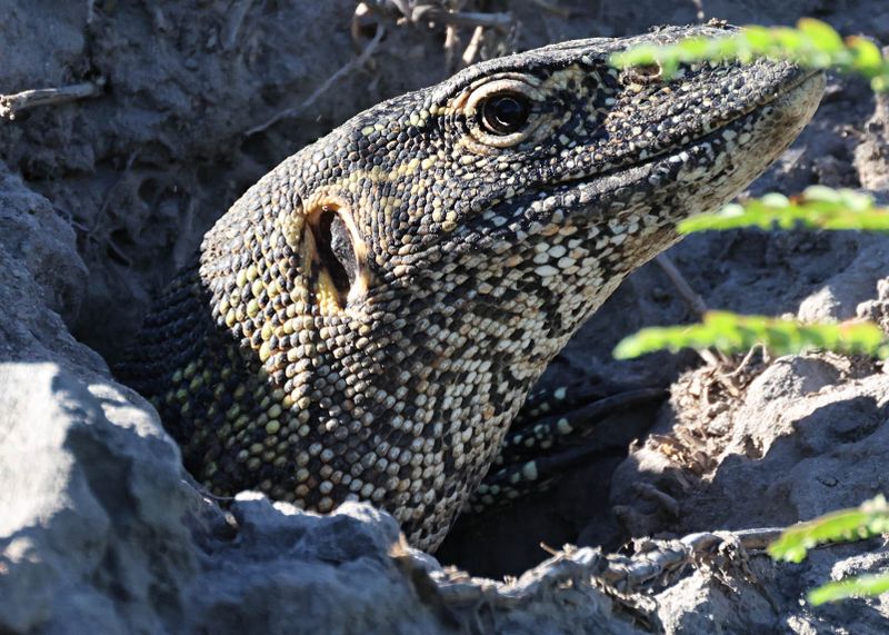  Nile Monitor