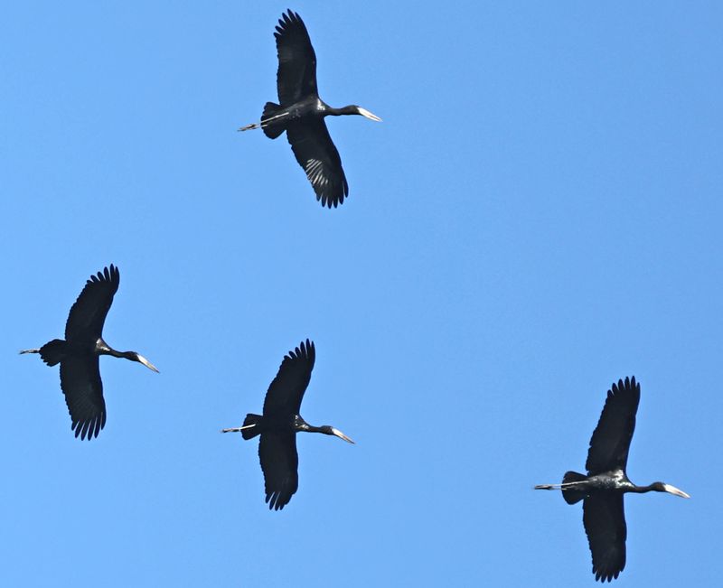 African Openbill