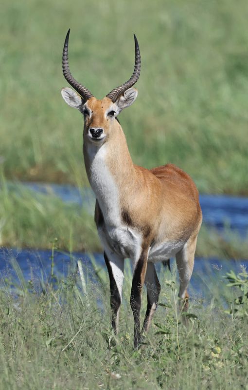  Red Lechwe