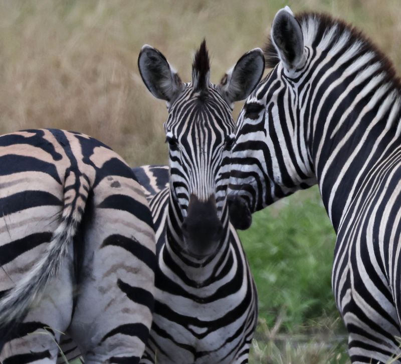 Op Art