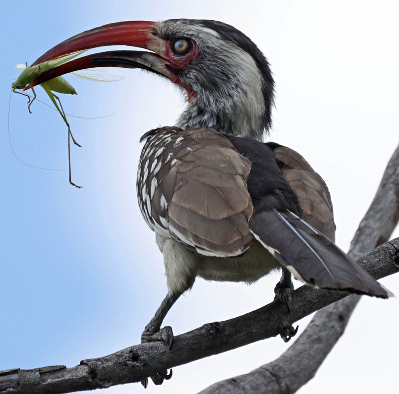  Southern Red-billed Hornbill