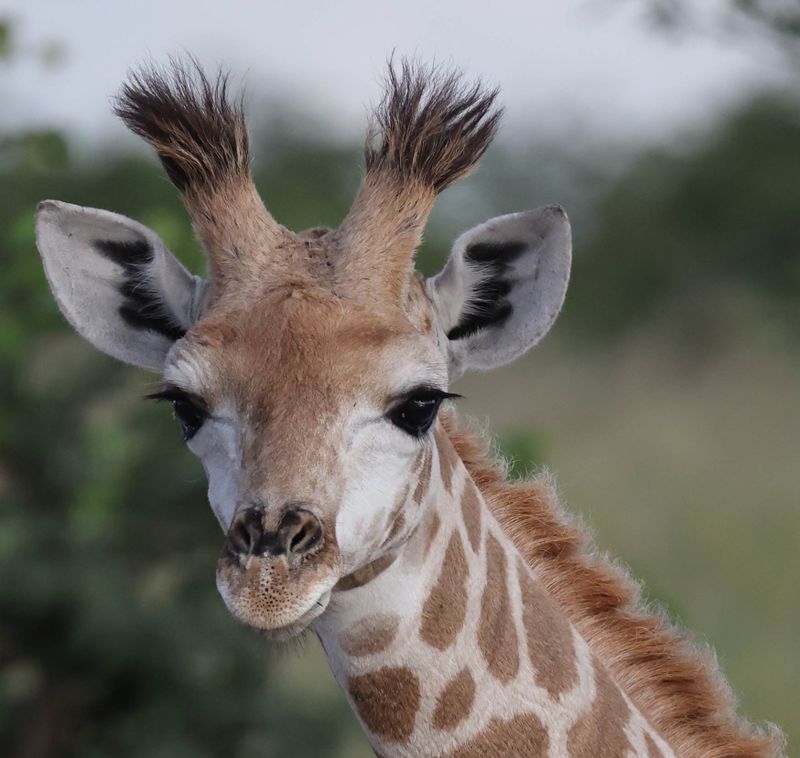  Mr. Giraffe