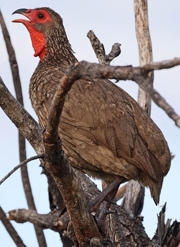  Swainson's Spurfowl