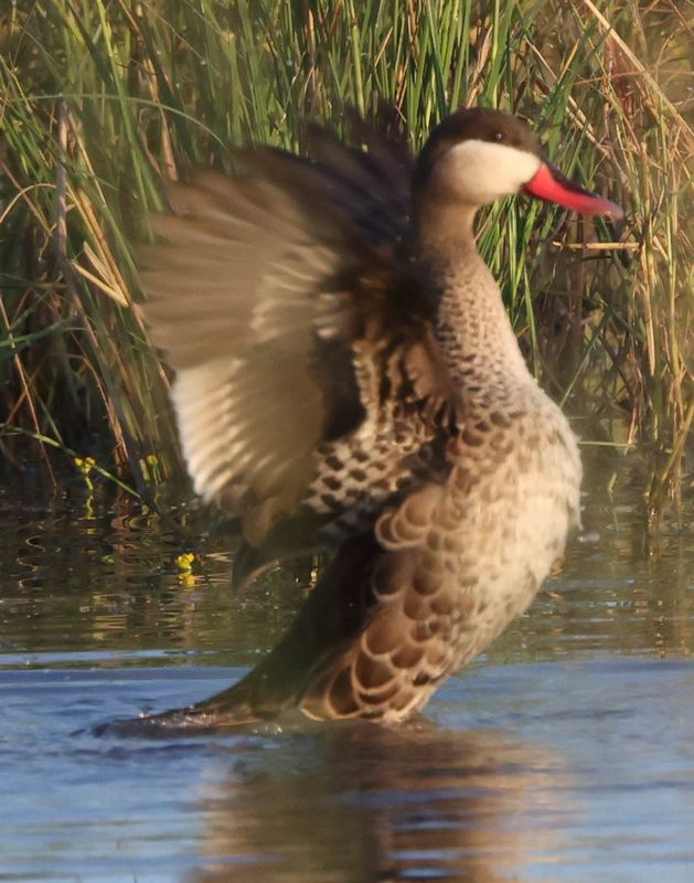  Red-billed Teal