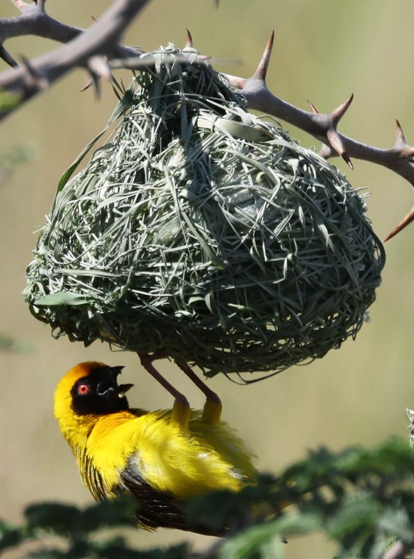 Southern Masked Weaver (Ploceus velatus)