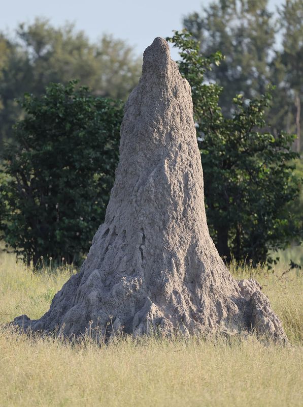  Macrotermes Termite Mound