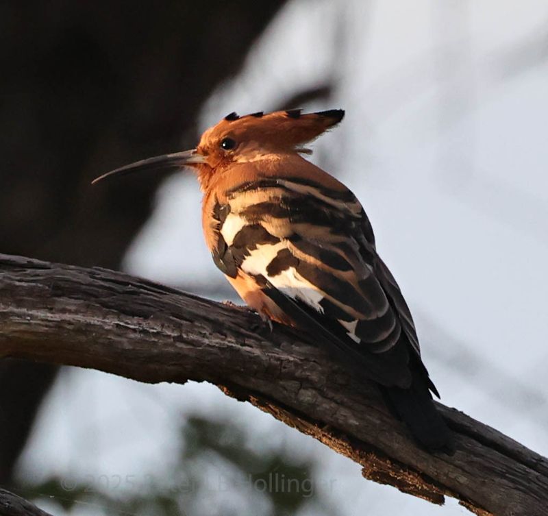  African Hoopoe