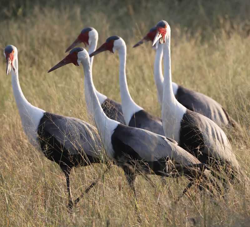 Wattled Crane