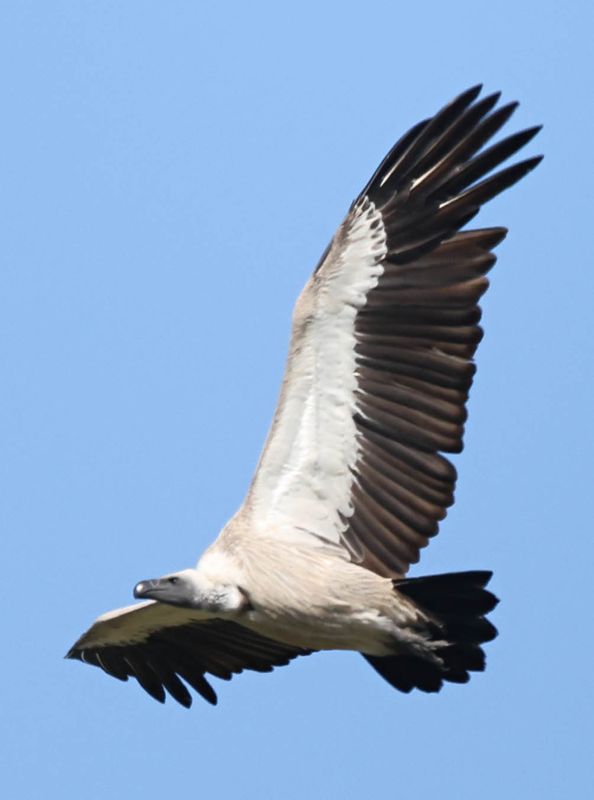  White-backed Vulture