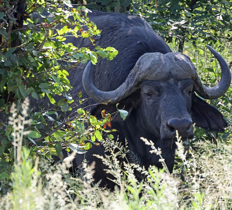  Cape Buffalo
