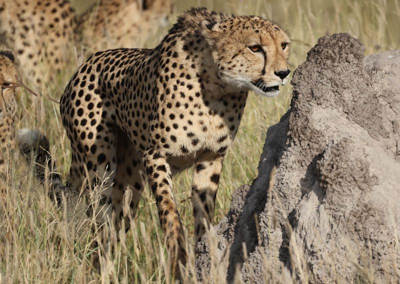  Cheetah brother checking the sign post