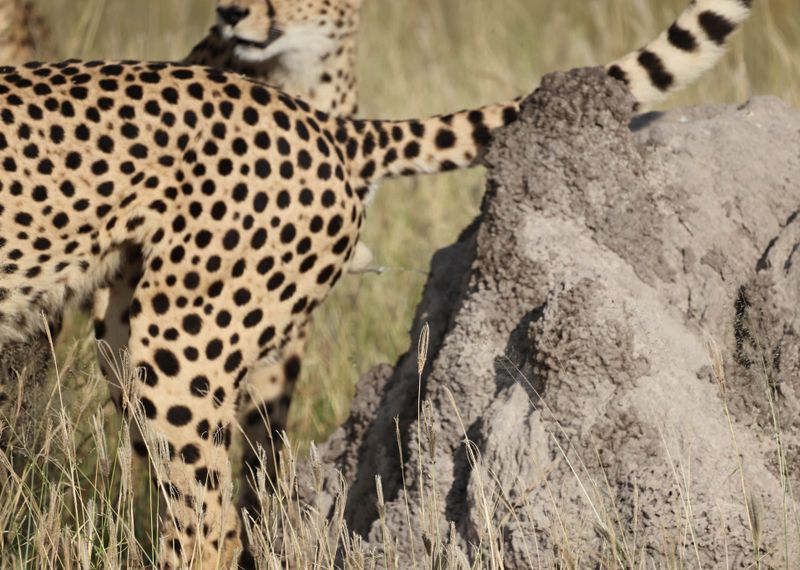  Cheetah posting a message