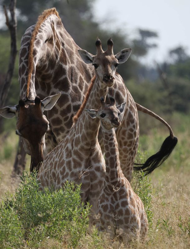  Giraffe family