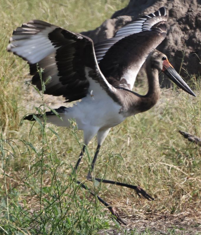  Saddle-billed Stork