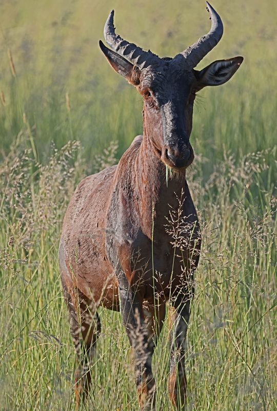  Tsessebe