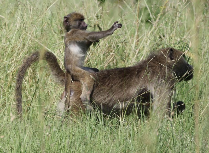 Chacma Baboons