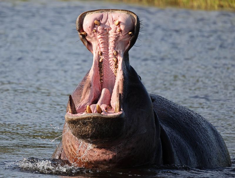 Hippo Yawning
