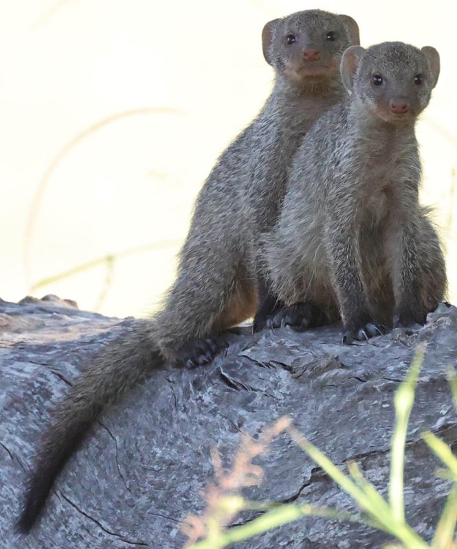  Lost Banded Mongoose Adolescents