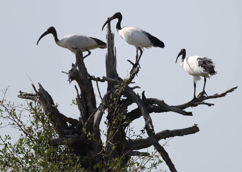  Sacred Ibises