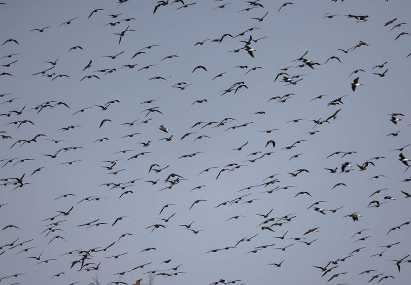  Collared Pratincoles