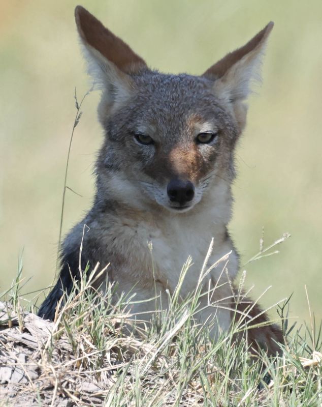  Black-Backed Jackal