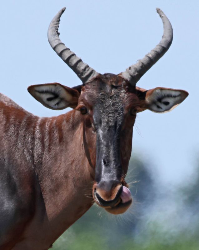  Tsessebe 