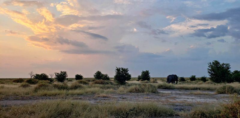 Sunset with Elephant
