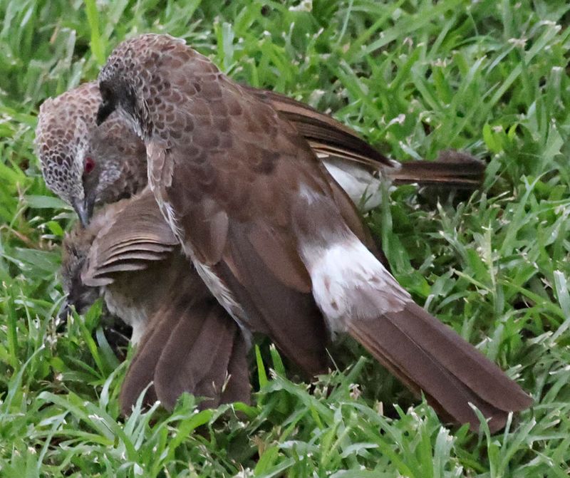 Hartlaub's Babblers