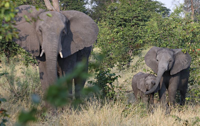  Elephant family