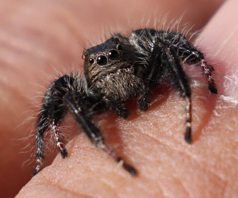  Hyllus treleaveni