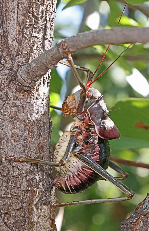  Corncricket