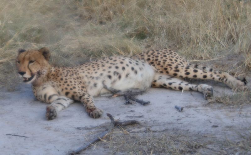  Well-fed Cheetah