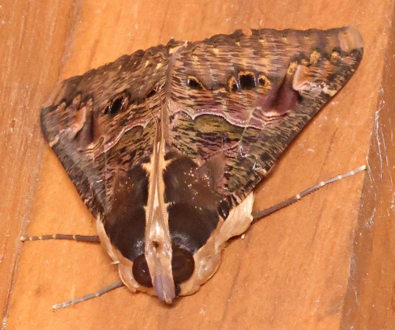  Sundowner Moth