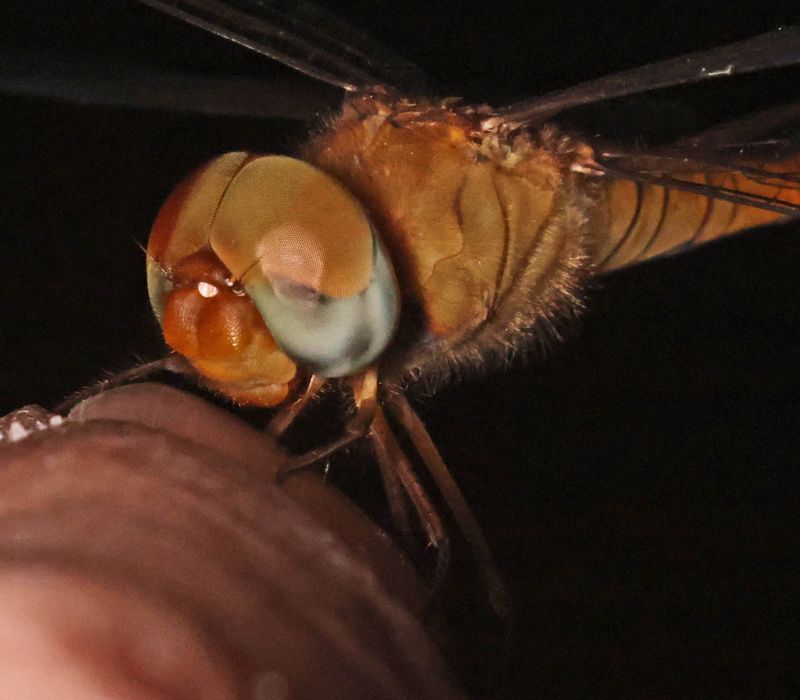  Twister Dragonfly