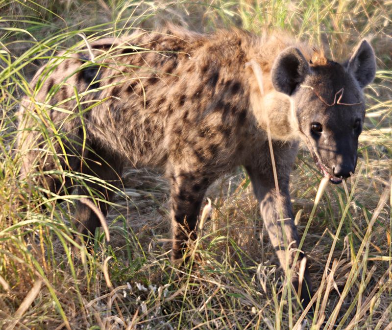  Spotted Hyena