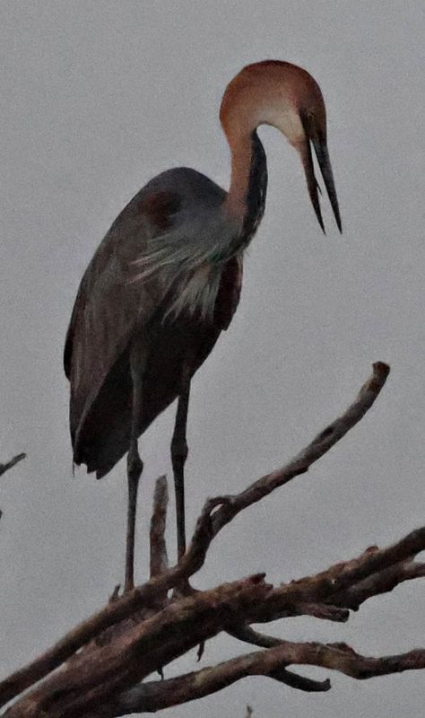  Goliath Heron