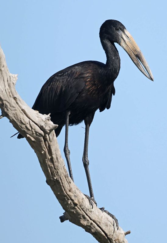 Mainland African Openbill