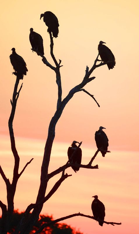 Hooded Vultures