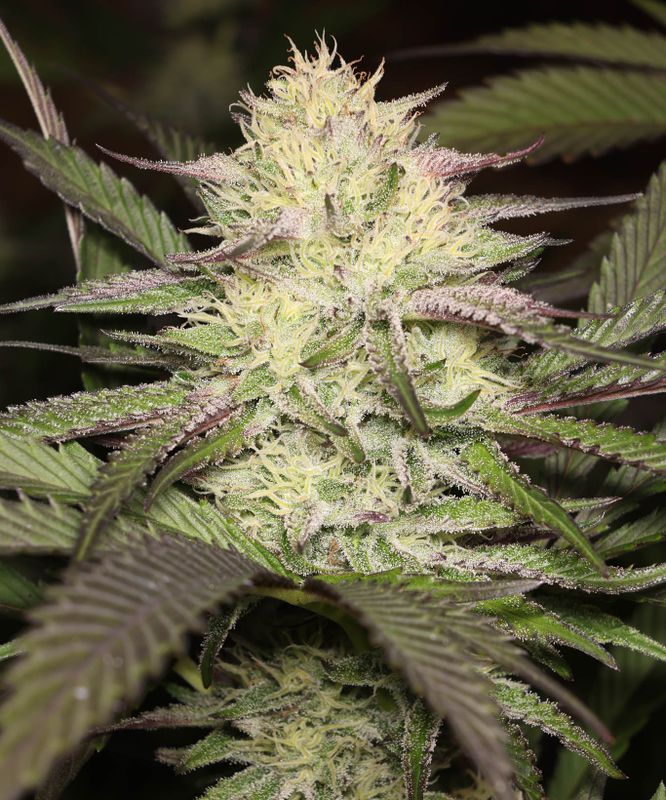 Bud
