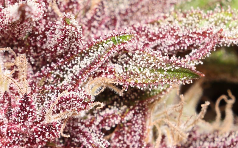 Trichomes