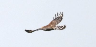 Red-shouldered Hawk (<i>Buteo lineatus</i>)