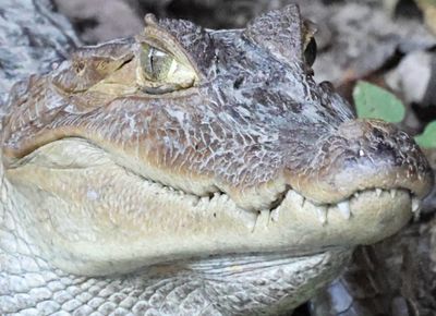 Reptiles
