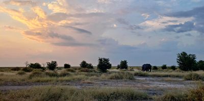Sunset with Elephant