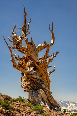 Ancient Bristlecone