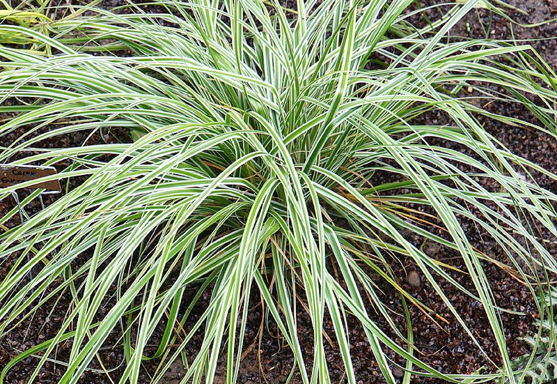 Ribbon grass.