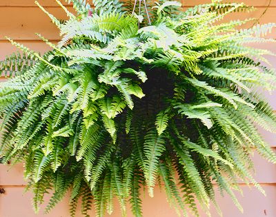 Ferns in hanging planter.