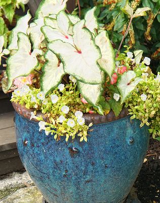 Blue planter with begonias.