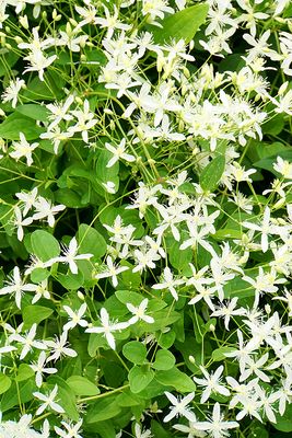 Clematis bush, detail.